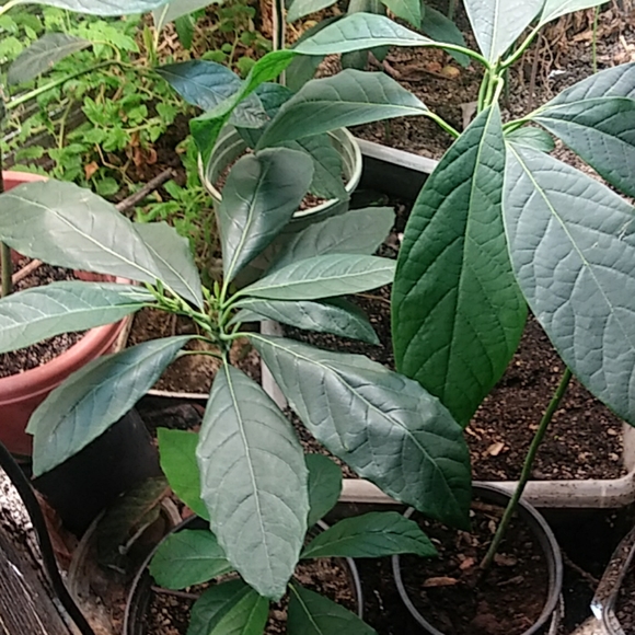 Avocado - Picture 5 of 8